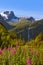 Meadow near Briksdal glacier - Norway