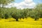 Meadow and olive tree