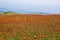 Meadow orange flowers