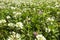 Meadow overgrown with young grass mostly white clover