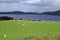 Meadow, pasture in the hole Duntelchaig, Inverness shire in the Highlands,