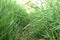 Meadow path in the green grass, hiking trail