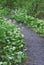 Meadow Path of white Fawn Lily flowers