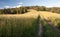 Meadow with pathway, forest on the background and blue sky with clouds