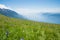 Meadow with pink knotweed and blue rampion wildflowers at monte baldo mountain, italy