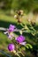 Meadow pink and purple flowers in the summer field. Live and dry. Opposites and contract. Nature landscape