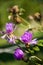 Meadow pink and purple flowers in the summer field. Live and dry. Opposites and contract. Nature landscape