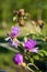 Meadow pink and purple flowers in the summer field. Live and dry. Opposites and contract. Nature landscape