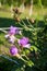 Meadow pink and purple flowers in the summer field. Live and dry. Opposites and contract. Nature landscape