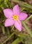 Meadow Pink, Sabatia campestris flower