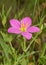 Meadow Pink, Sabatia campestris flower