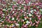 Meadow of pink white and yellow Australian Everlasting Daisies