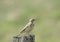 Meadow Pipit