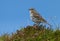 Meadow Pipit (Anthus pratensis)