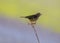 Meadow Pipit (Anthus pratensis) on Bull Island, Dublin Coast, Ireland