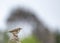 Meadow Pipit (Anthus pratensis) on Bull Island, Dublin Coast, Ireland