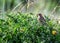 Meadow Pipit (Anthus pratensis) on Bull Island, Dublin Coast, Ireland