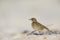 A meadow pipit Anthus pratensis foraging on the beach of Heligoland.