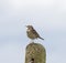 Meadow Pipit, anthus pratensis perched with copy space