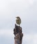 Meadow Pipit, anthus pratensis perched with copy space