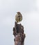 Meadow Pipit, anthus pratensis perched with copy space