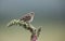 Meadow pipit Anthus pratensis perched on a Digitalis, foxglove flower.