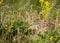 Meadow Pipit (Anthus pratensis) spottd in Dublin, Ireland