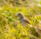 Meadow pipit bird