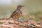 Meadow pipit on bright background