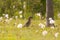 Meadow pipit in a field with common dandelions caught a caterpillar