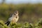 Meadow pipit Norway