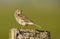 A meadow pipit on ore a titlark