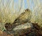 Meadow pipit on Pennine moorland