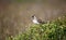 Meadow pipit perched on a bilberry bush