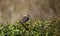 Meadow pipit perched on a bilberry bush