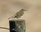 Meadow pipit perching on wooden post