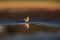 Meadow pipit on puddle