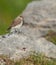 A Meadow Pipit on a rock