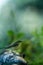 Meadow pipit sitting on wood trunk in forest with bokeh background and saturated colors, Hungary, songbird in nature