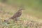 Meadow Pipit standing in the grass.