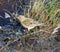 Meadow pipit wading in stream