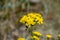 The meadow-pippau Crepis biennis in the sunlight