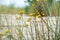 The meadow-pippau Crepis biennis in the sunlight