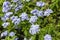 Meadow plant background: blue little flowers