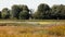 Meadow with a pond surrounded by cattails and trees