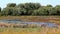 Meadow with a pond surrounded by cattails and trees