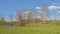 Meadow with pool and bare elm trees in the Flemish contryside