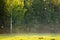 Meadow With Poplar Fluff