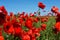 Meadow with poppy flowers