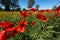 Meadow with poppy flowers